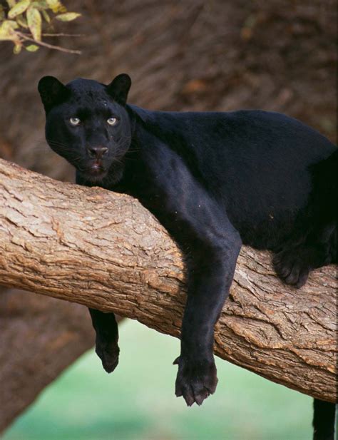 the animal black panther facts|why are black panthers endangered.